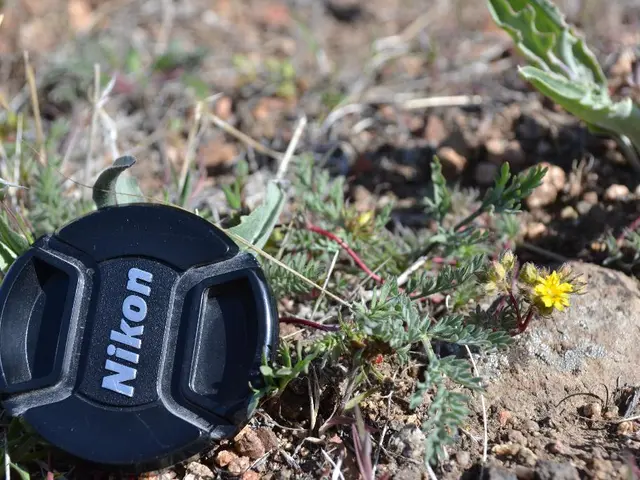 Effortless and Earth-friendly lawn substitutes for a sustainable living space