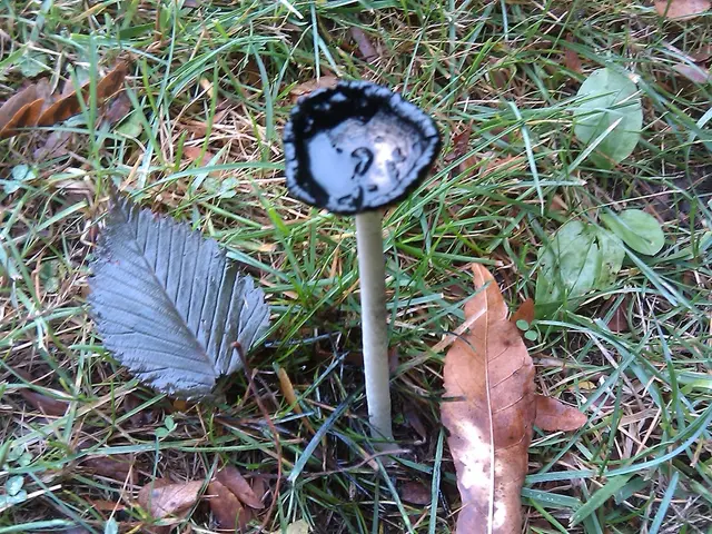 Harmful Impact of Soil Gnats on Plant Health: An Insight