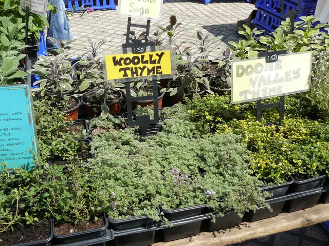 Tending to houseplants on a hectic schedule: Possible or Impractical?