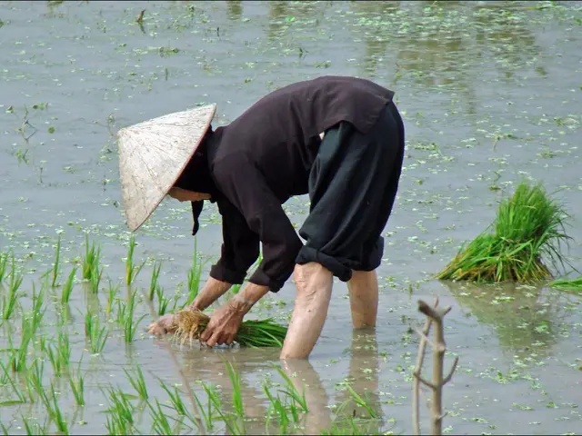 Ideal Sowing Time for Grass Seeds in Maine: Insight into the Perfect Moment for Vibrant Lawns