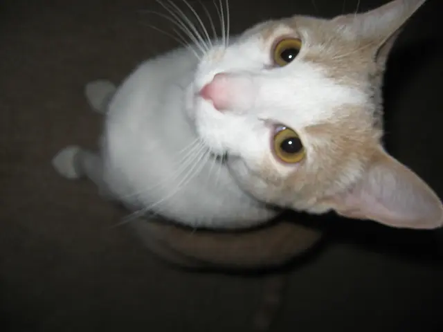 Orange tabbies, in actuality, are what are commonly referred to as yellow cats.