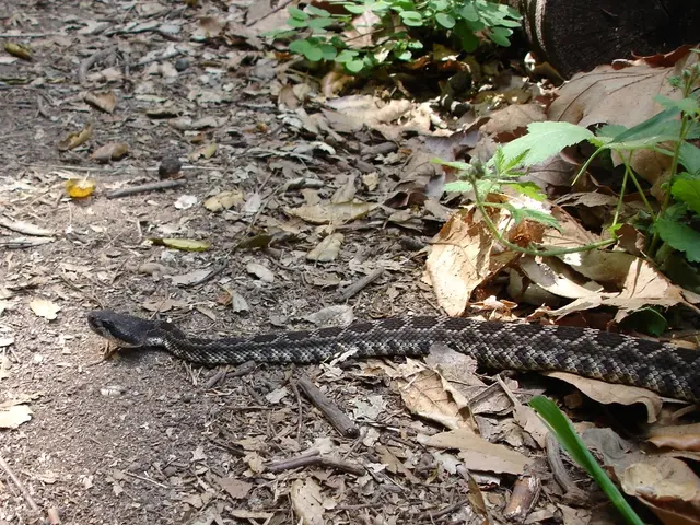 Easy-to-Maintain Houseplants for Effortless Cultivation and Purified Atmosphere