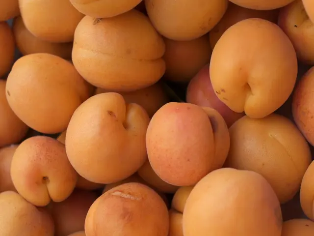 Experienced Abkhazian gardener shares tips on selecting sweet and juicy oranges for purchase