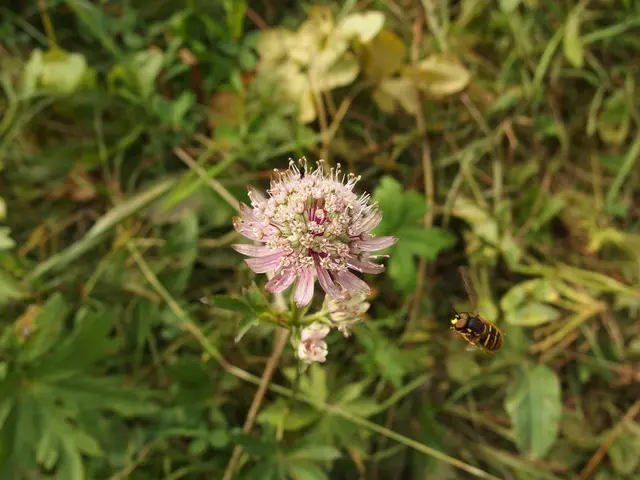 Pest control specialists provided advice on resolving a wasp infestation that disrupted a peaceful...