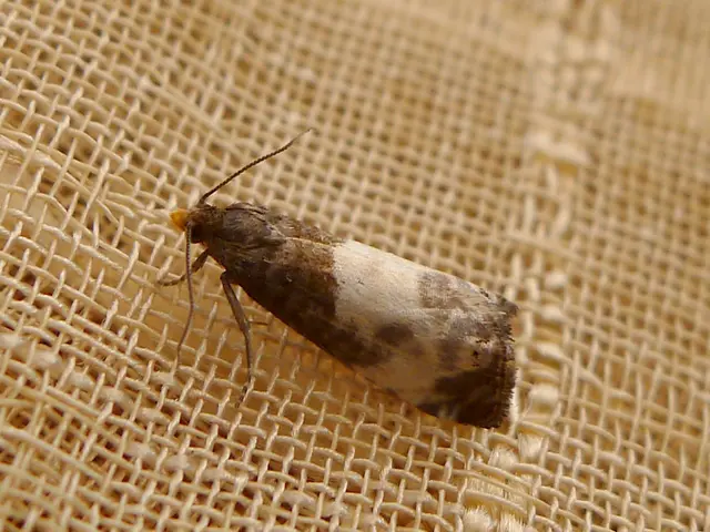 Strategies for Eradicating Carpet Moths and Preventing Household Damage