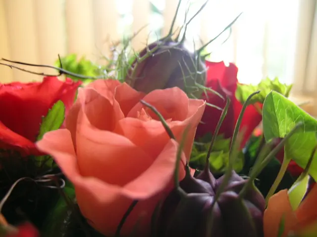 Adjusting Irrigation Plans for Peach Trees During Water Scarcity