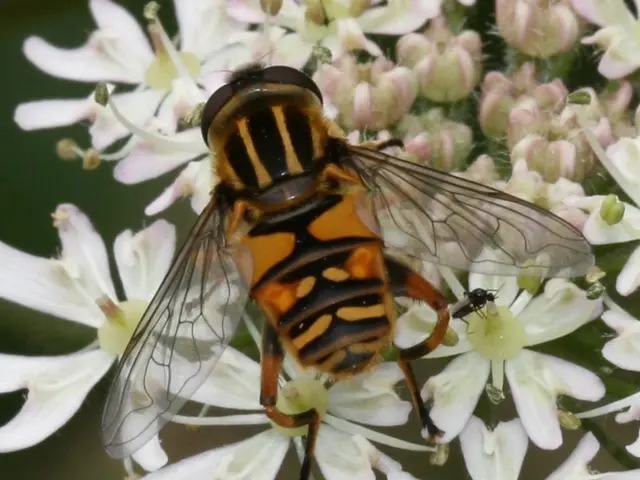 Top 15 Most Effective Yellow Jacket Traps for Pest Control in Outdoor Spaces, Ensuring a Pest-Free...