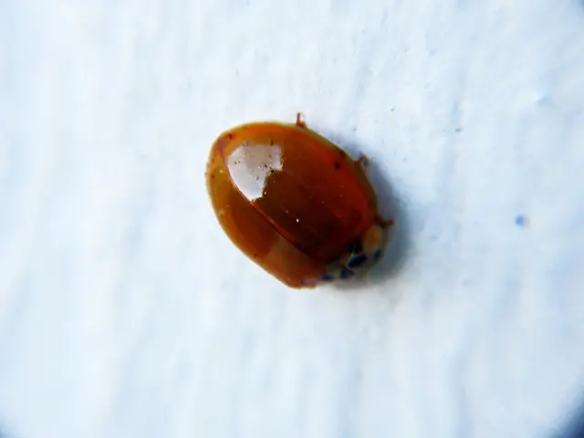 Exploring Mildew in Soil: Identifying Root Causes and Offering Remedies for White Spore Colonies