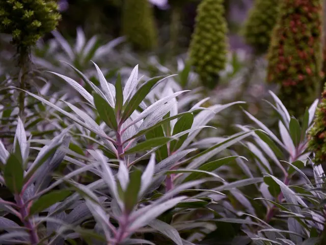 Stunning Dripping Flora to Explore! Eight Vining Plants Ideal for Hanging, Pots, Wall Gardening,...