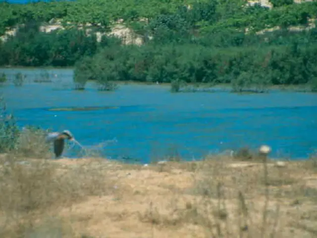 Affordable Landscaping Strategies That are Water-Saving and Wallet-Friendly, Offering You a...