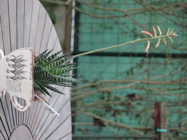 Tropical Bonsai Tree Crafted from Brazilian Rosewood, Specifically Pithecellobium Tortum