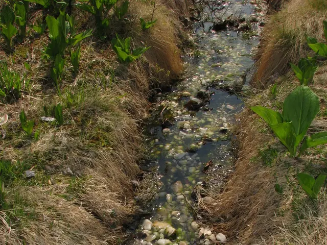 Best Methods for Watering Plants in Clay Soil - Experts Reveal Strategies for Thriving Plants...