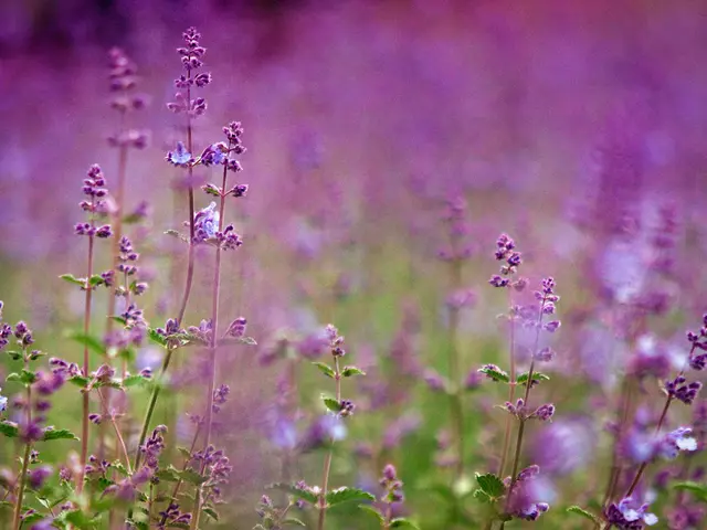 Guidelines for Revitalizing Ailing Lavender Plants
