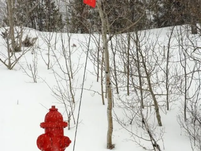Planting Hydrangeas in Wisconsin: Ideal Seasons and Guidelines