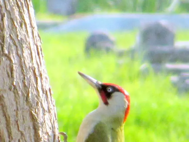 The audible noise you're detecting is, in reality, the resonating rhythm of Spring's arrival