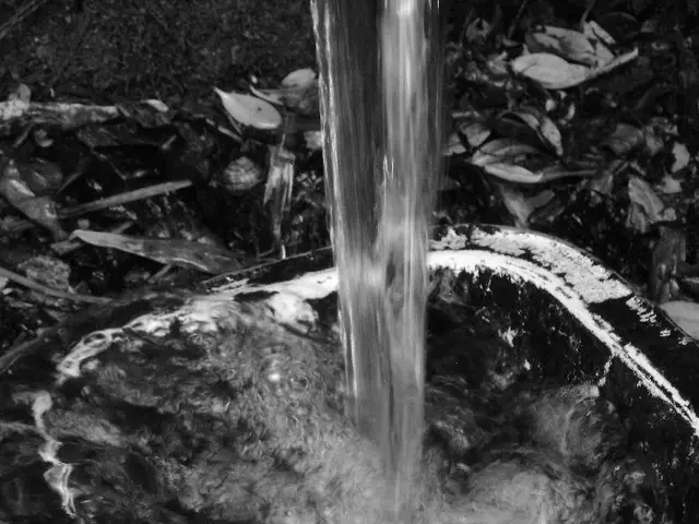 Learn the Steps for Propagating Pothos Plants in Your Home