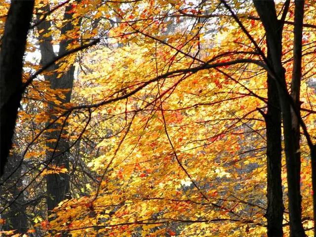 Tight on space but yearning for greenery? Explore the top trees perfect for your compact garden.