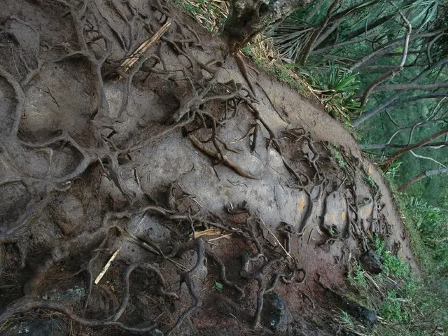 Soil Enrichment: Decaying Flora's Contribution to the Earth