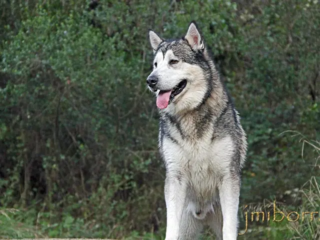 Characteristics of an Individual Exhibiting Lone Wolf Behavior (Solitary Sigma Type)