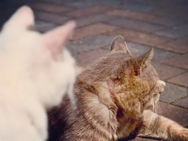 Top-tier flea collars for cats, catering to various ages and breeds