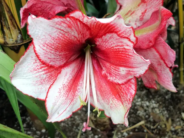 Thriving Flora for Impoverished Soil - Discover the 8 Plants That Thrive Despite Adversity!