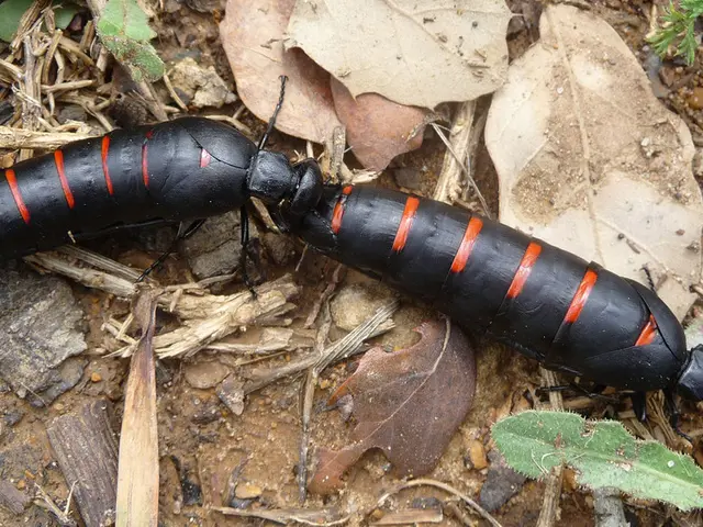 Browning and Dropping Mandevilla Leaves: Understanding Causes and Offering Solutions