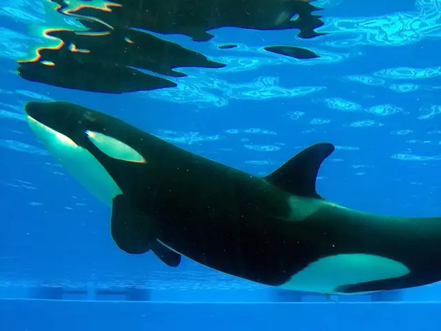 Innovative and Distinctive Whale Name Suggestions