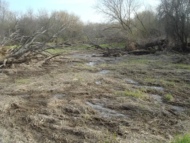 Heavy rain transforms a bog into a slushy expanse of mud