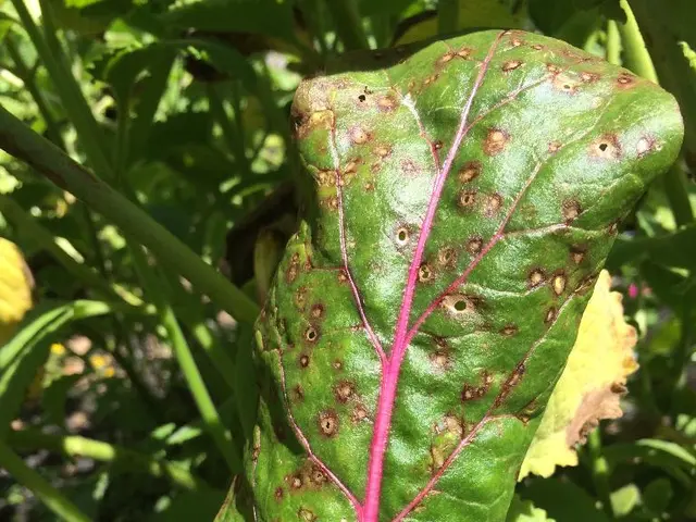 Hidden Gems of Elm Tree Seeds: Eternally Priceless Natural Riches