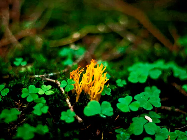 Preparing the Ground for Hydrangea Growth Success