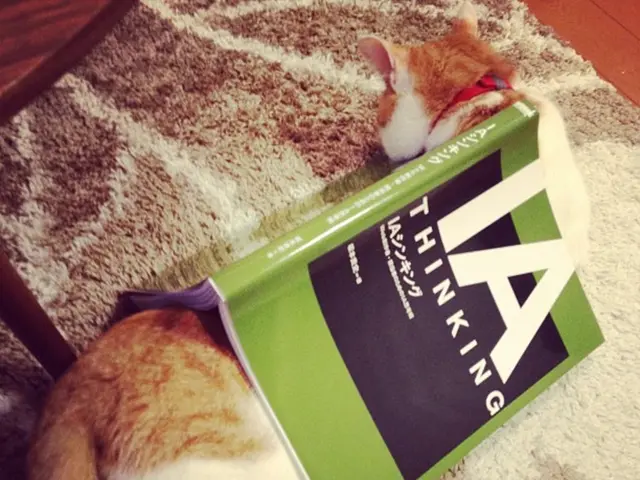 Fast, affordable solution for cat furniture scratching found during Prime Day pet product testing