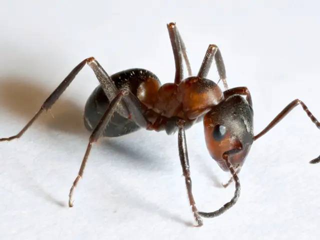 Exploring a Natural Solution for Ant Infestations: The Potential of Lemons as an Ant Deterrent