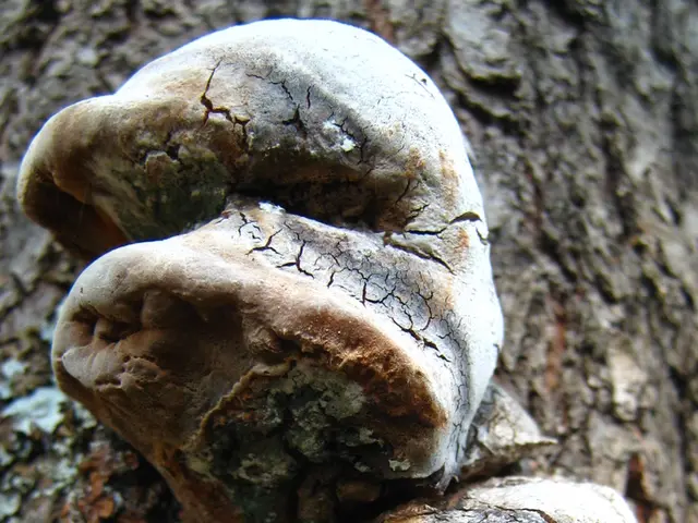 Eliminating Annoying Fungus Gnats in Terrariums: A Comprehensive Guide