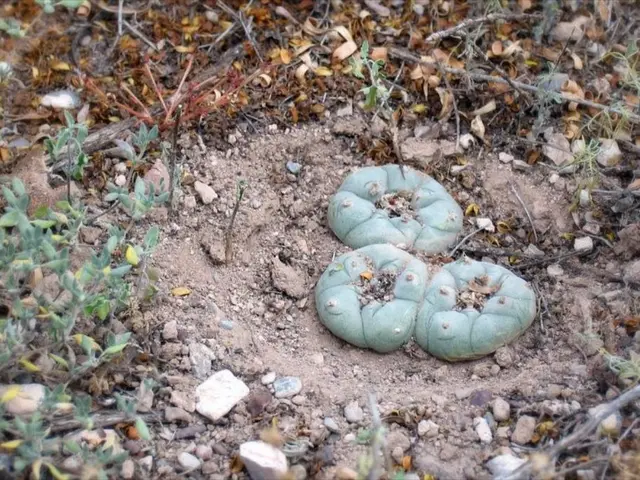 Signs indicating that a zucchini is ripe for harvest and consumption: