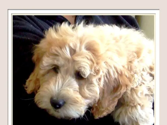 "Discovering the Perfect Canine Companion: A Comprehensive Review of Highly Sought-After Breed...