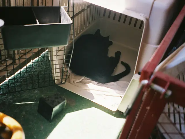 Bathing Your Dog at Home: Key Factors to Consider Before You Start