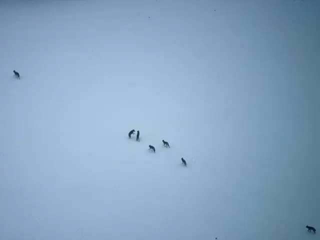 Zurich City Provides a Banquet for these Theft Perpetrators