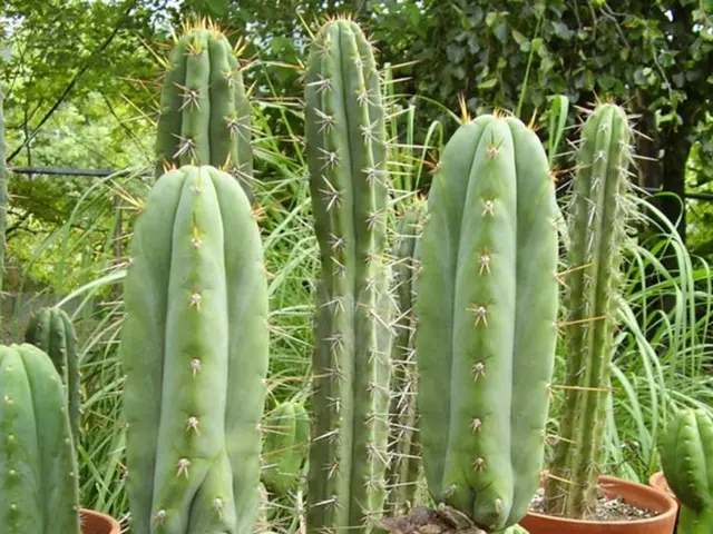 Refreshing Heat-Resistant Annual Plants for Pots, Flower Beds, and Containers