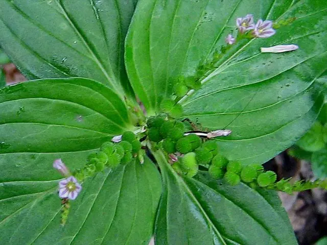 Fruitful Accompaniments for Prosperous Apricot Arbors