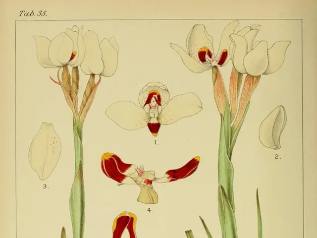 Garden Pest Control: Efficient Method Using Neem Oil for Earwig Eradication