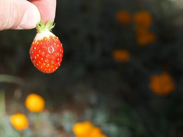 Indications for Gardeners: Recognizing Maturity in Strawberries - 7 Undeniable Signs to Harvest