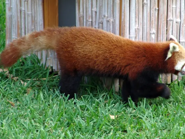 Sikkim Zoo Witnesses Birth of Red Panda Cubs After Seven Years: Essential Information Provided