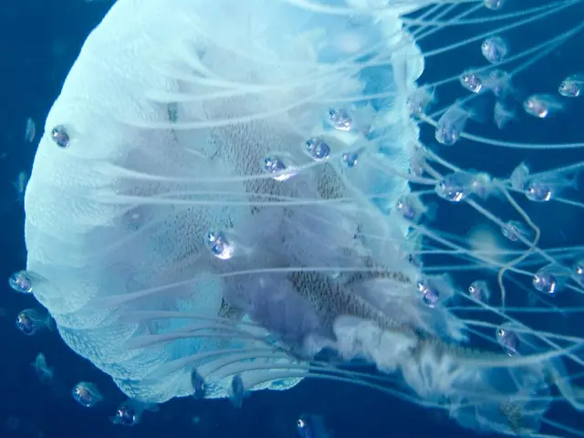 Bahamut-like beasts of the Baltic Sea