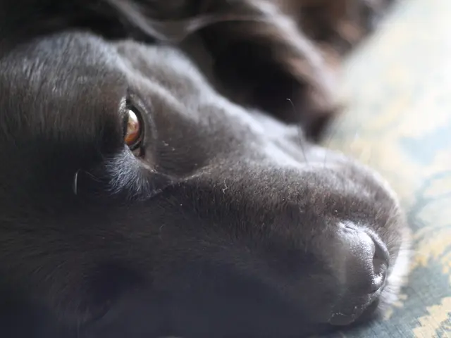 Dog owner cautions against three missteps for successful public canine behavior