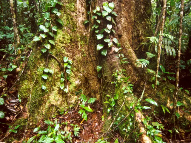 Planting Bare-Root Specimens: A Guide