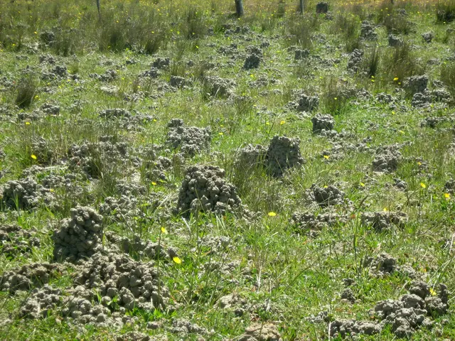 Accessing your 2-for-1 Offer on Gardens Application