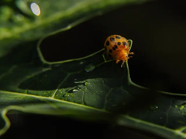 Guide for Trimming a Plum Arbor