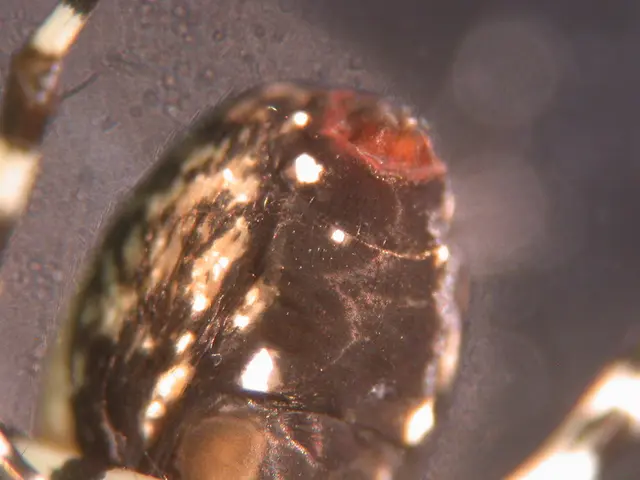 Transform Your Living Area with Smartex: Leading Provider of Insect Barriers