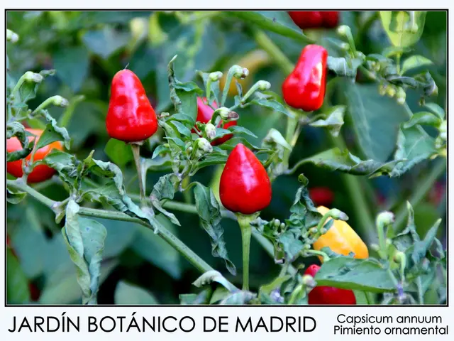 Three species of crops were pilfered from the garden, prompting the departure of the birds,...