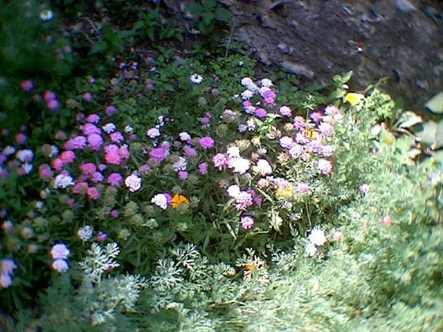 Summer's peak causes gardens to wilt, yet tranquility can be nurtured in sheltered nooks